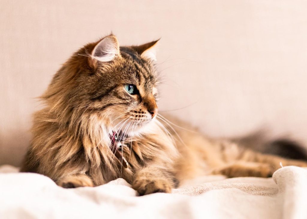Dierenspeciaalzaak in Waalwijk met uitgebreide selectie premium voeding, accessoires en verzorgingsproducten voor huisdieren