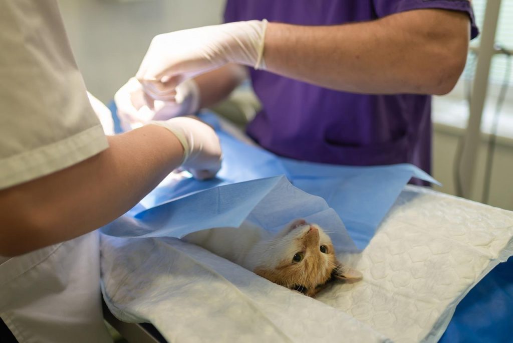 Dierenarts in Hoogvliet onderzoekt huisdier in moderne kliniek met geavanceerde medische apparatuur