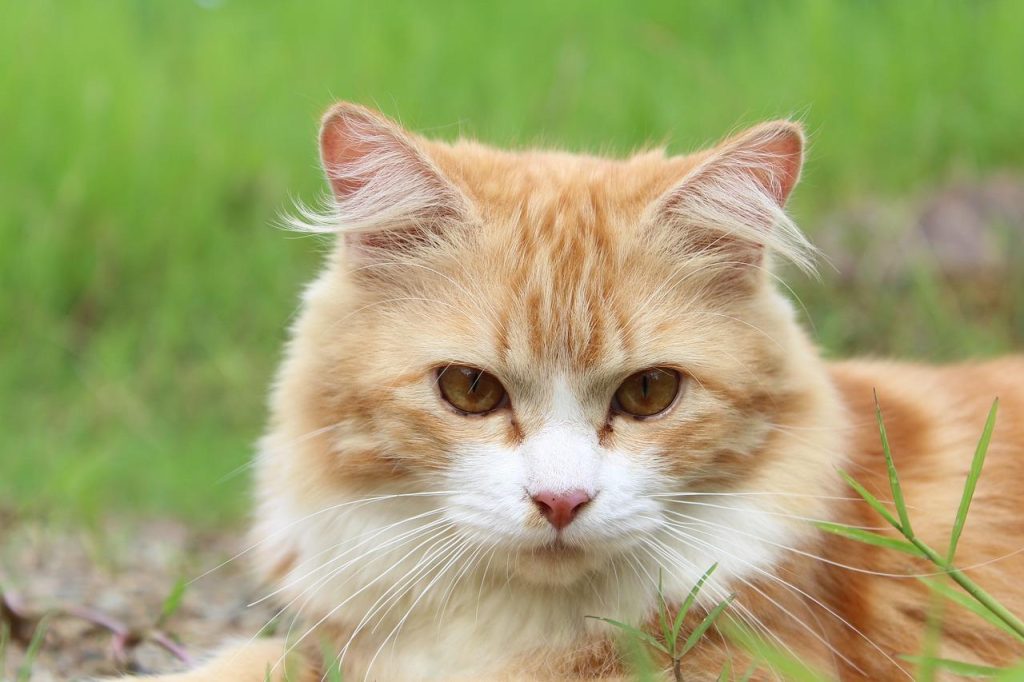 Lokale dierenwinkel in Wijchen met assortiment huisdierproducten en diensten voor honden en katten