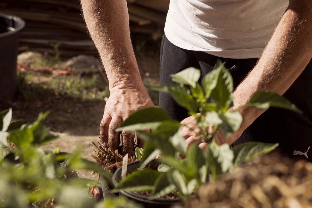 Ongezonde landbouwgrond met symptomen van bodemproblemen: slecht groeiende planten en verkleurde bladeren